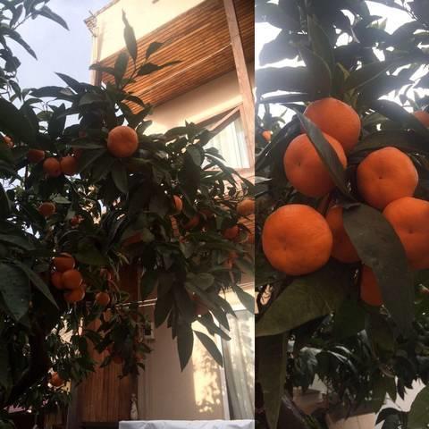 Gostevoy Dom Samir Hotel Gagra Exterior photo